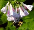 Virginia Bluebells with American Bumblebee - Mertensia virginica - Bombus pennsylvanicus